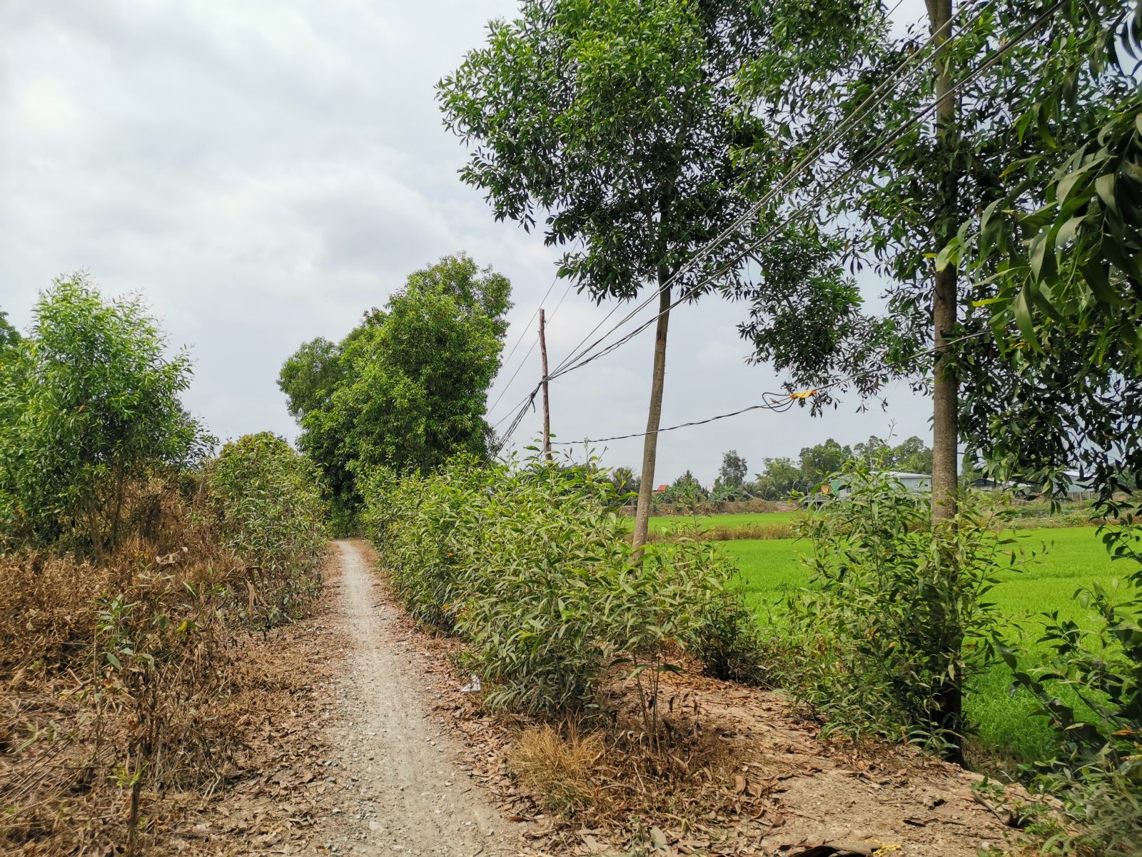 HĐND tỉnh Long An đối thoại về điện, nước phục vụ sản xuất và sinh hoạt ở nông thôn