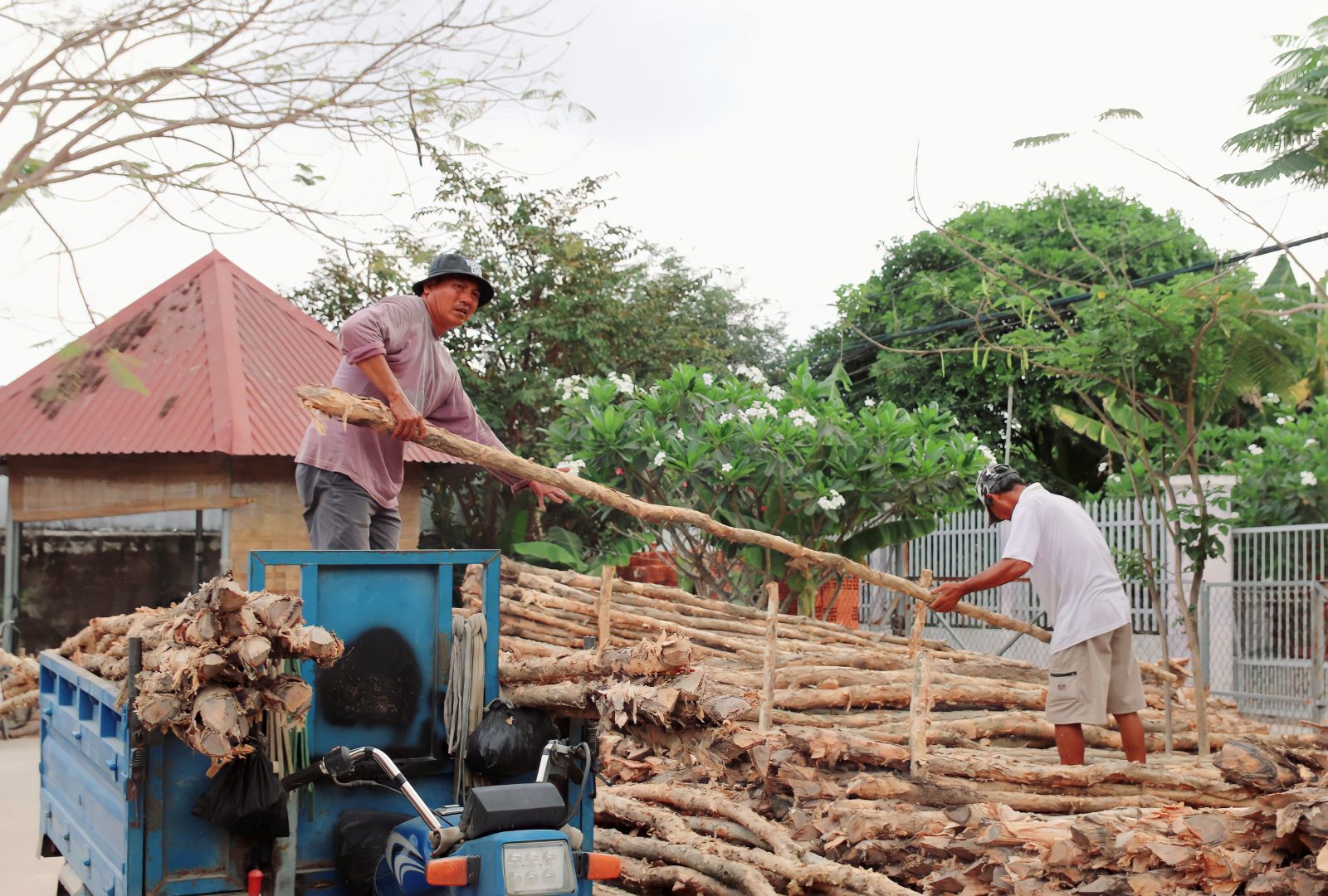 Không phân biệt chủng loại, kích thước, thông thường người lao động được trả công bốc từ 400-500 đồng/cây tràm