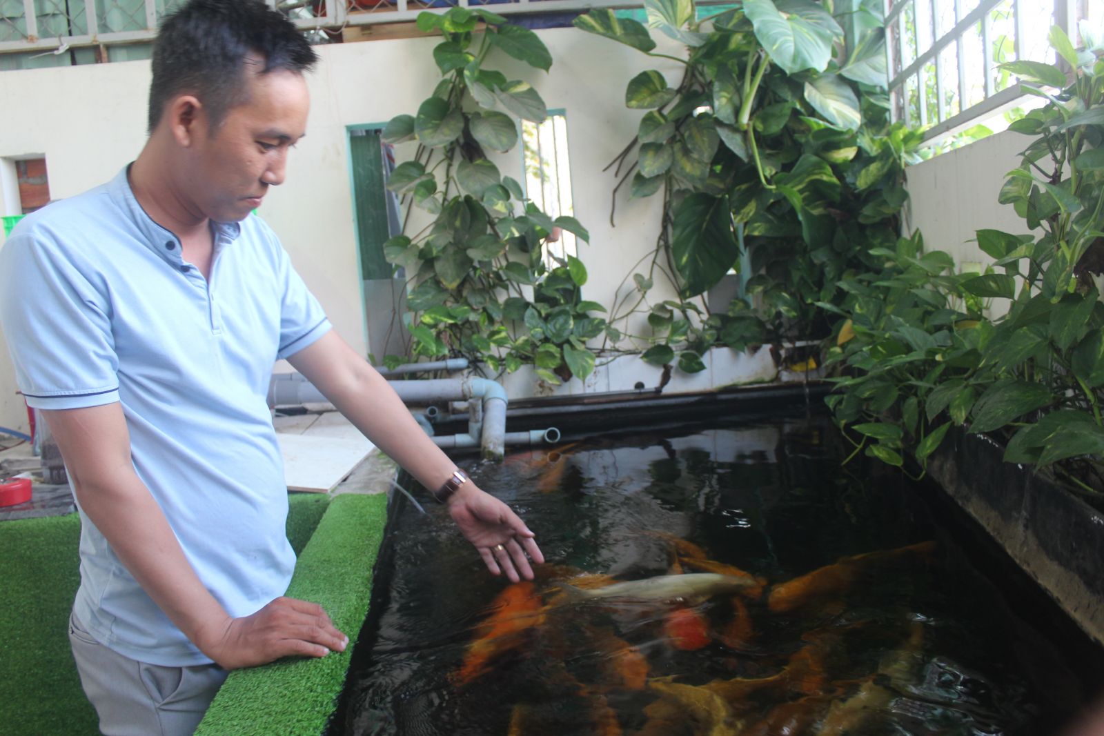 Hiện nay, trào lưu nuôi cá Koi trong hồ sân vườn tại hộ gia đình được nhiều người hưởng ứng