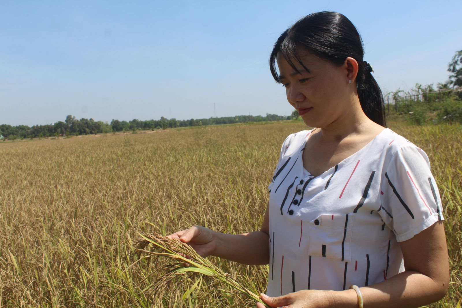 Hợp tác xã Sản xuất nông nghiệp Vĩnh Thuận sản xuất 5ha lúa hữu cơ, góp phần đem lại sản phẩm sạch, an toàn cho người tiêu dùng