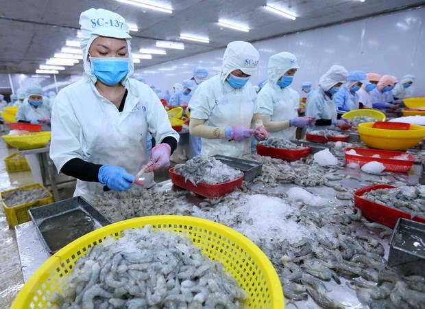Processing shrimp for export (Photo: VNA)