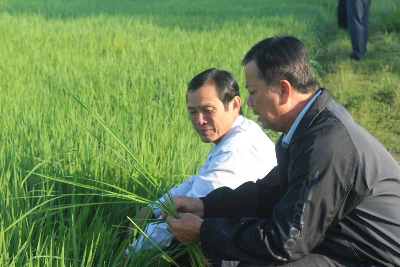 Phó Giám đốc Sở Nông nghiệp và Phát triển nông thôn - Nguyễn Chí Thiện (bìa trái) kiểm tra tình hình sâu, bệnh trên lúa vụ Hè thu