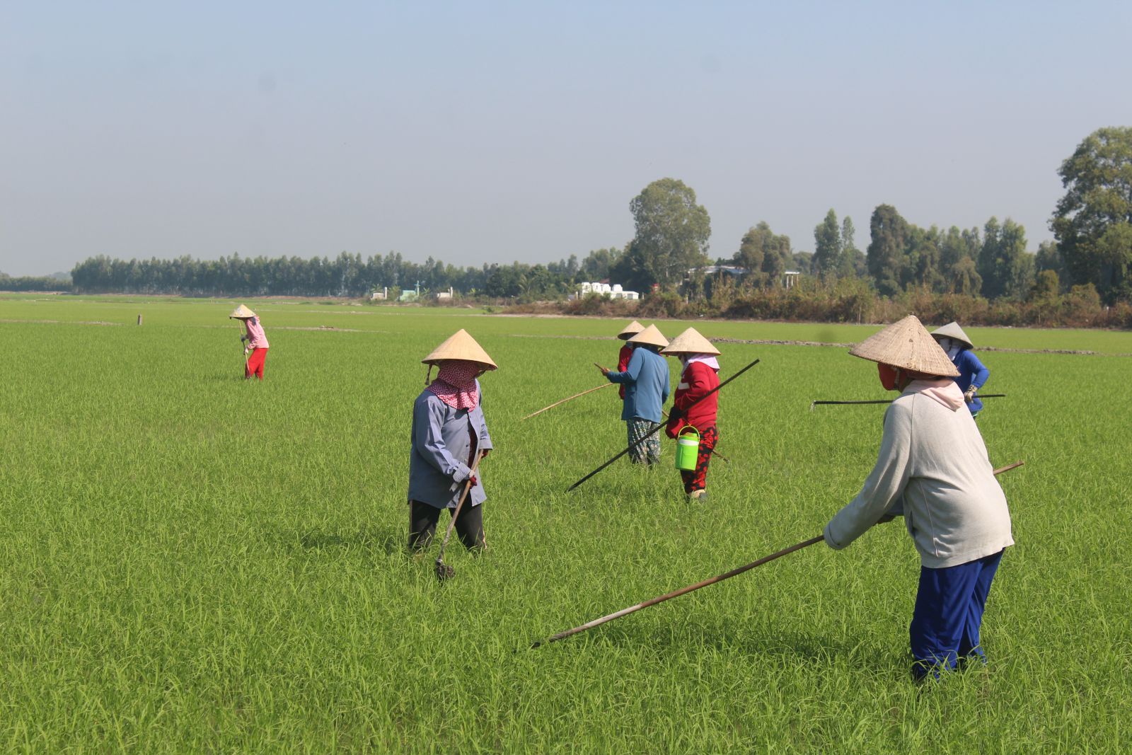 Nông dân vệ sinh đồng ruộng sau khi thu hoạch lúa Đông Xuân để chuẩn bị xuống giống vụ Hè Thu