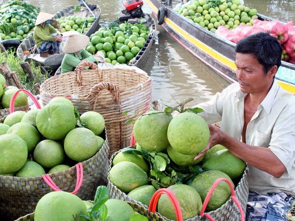 Thu mua bưởi năm roi tại Vĩnh Long. (Ảnh: Duy Khương/TTXVN)