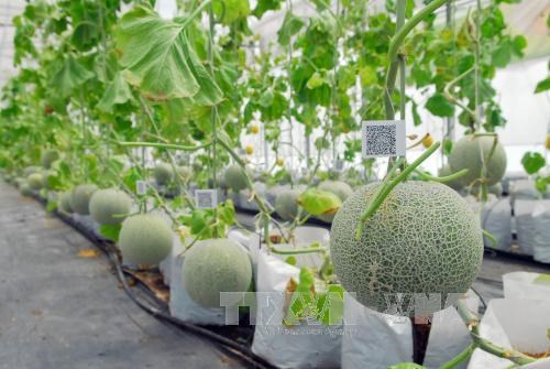 Project approved to boost growth of agricultural biotech industry Illustrative image (Source: VNA)