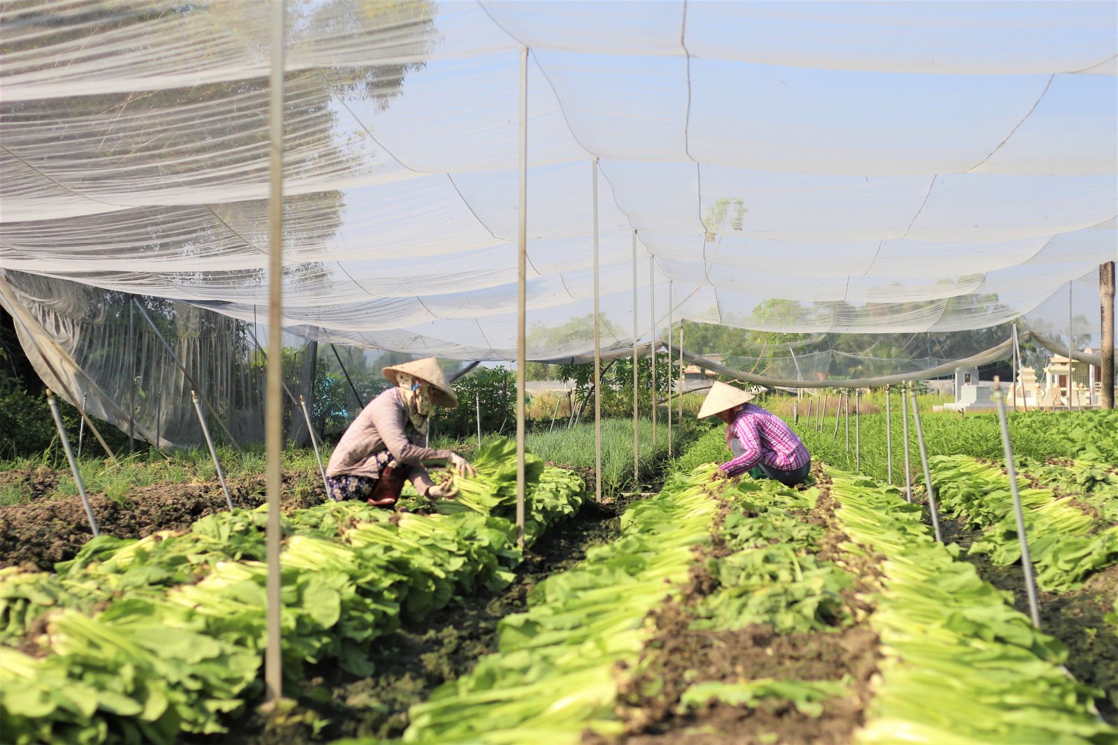  Safe vegetables of Muoi Hai Safe Vegetables Cooperative have been selected to develop the OCOP product