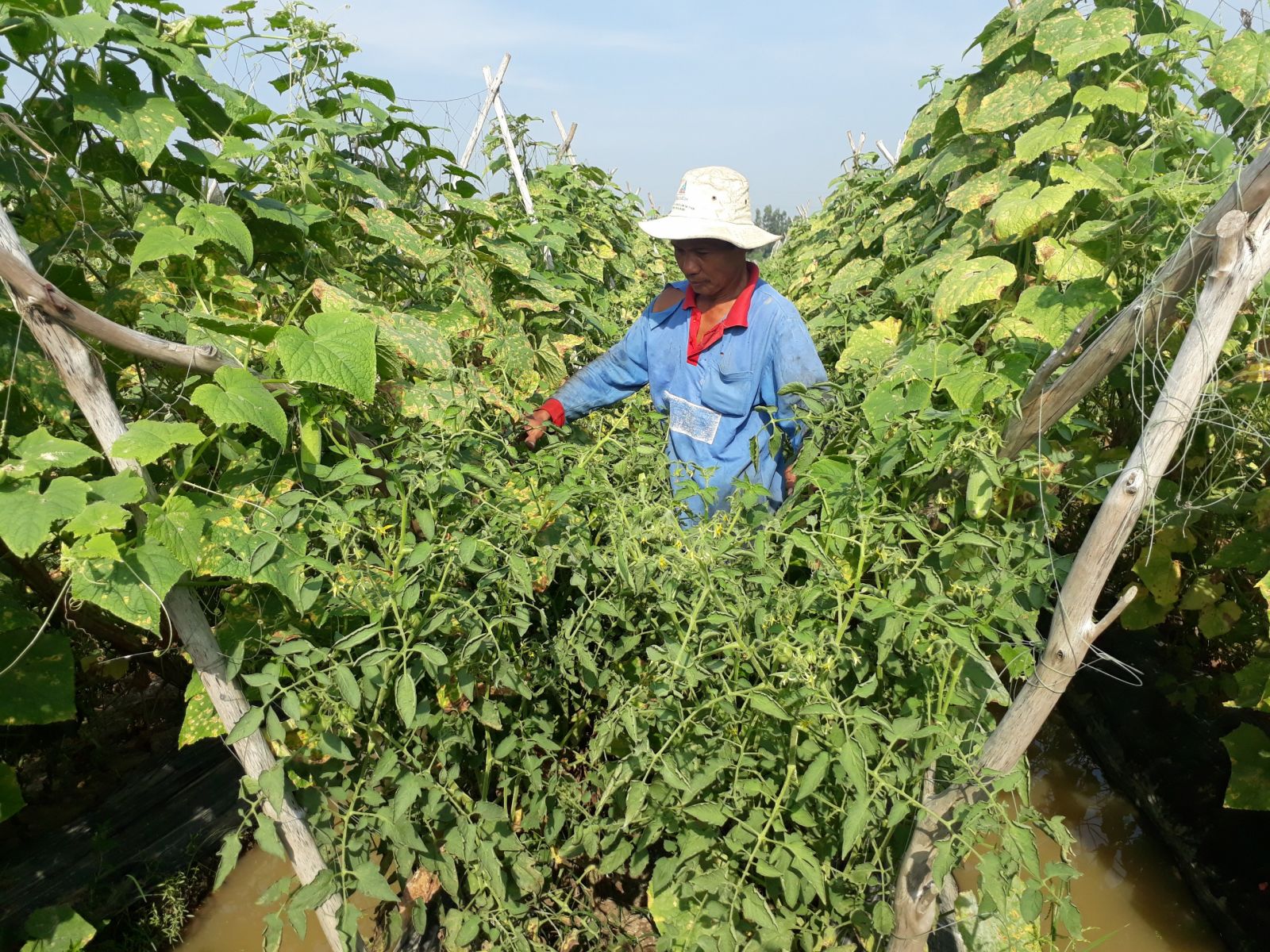 Nhiều mô hình kinh tế tập thể hoạt động hiệu quả, góp phần vào sự phát triển chung của tỉnh