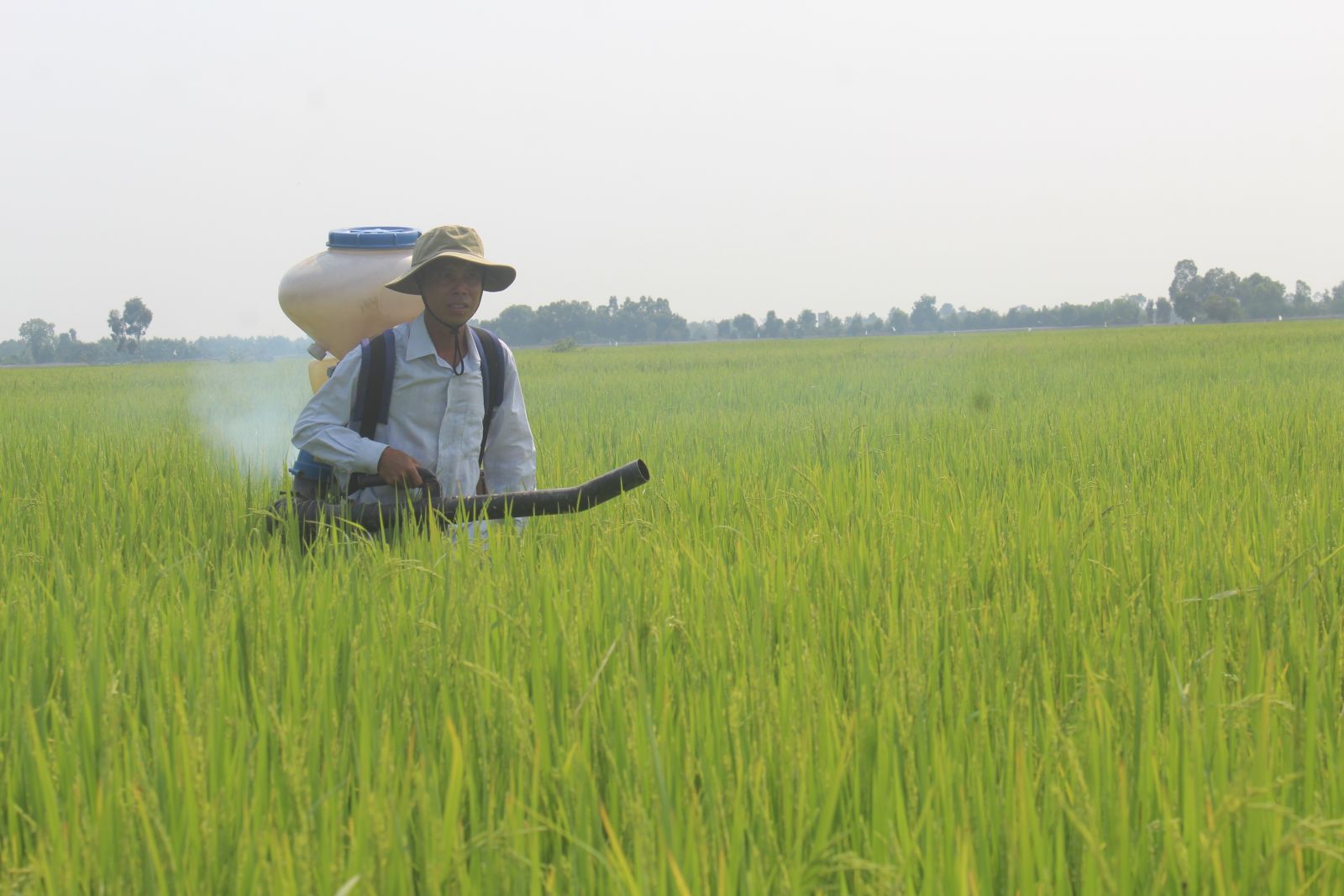 Giá phân bón tăng, nhiều nông dân lo lắng, bởi vụ Hè Thu này, mỗi hécta trồng lúa tăng từ 2-3 bao phân bón so với vụ Đông Xuân