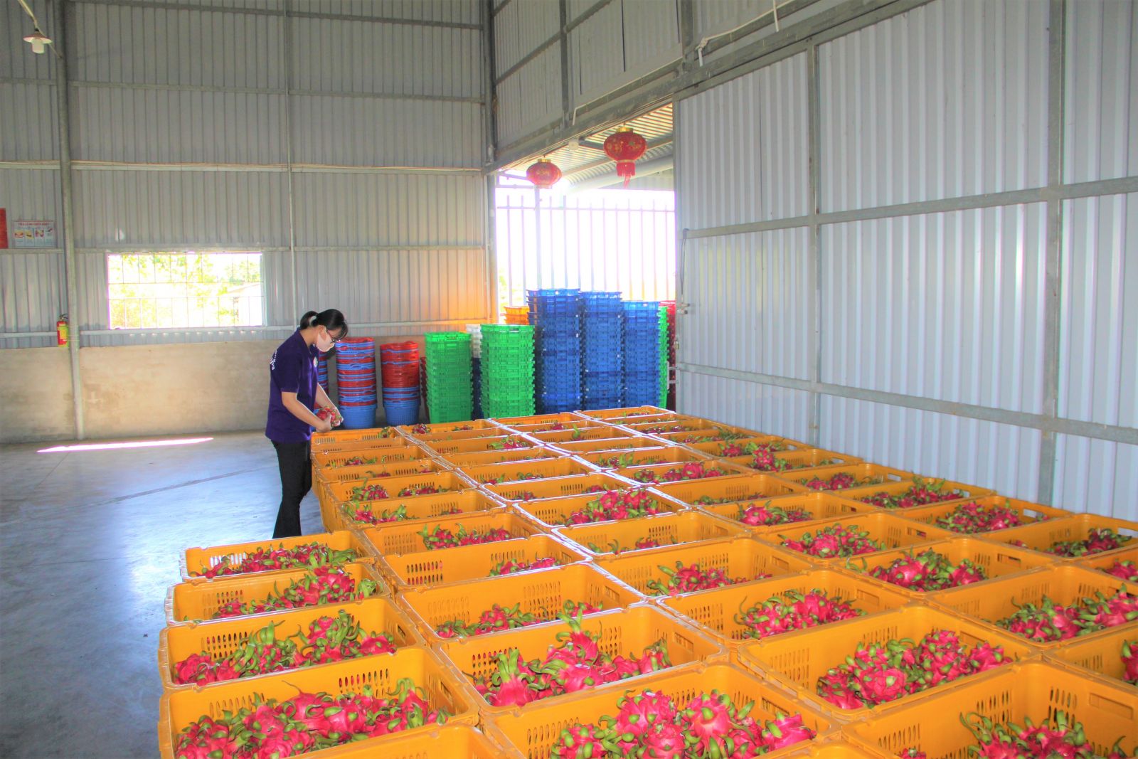 Để thanh long phát triển bền vững Vấn đề đầu ra luôn là niềm trăn trở của người trồng thanh long