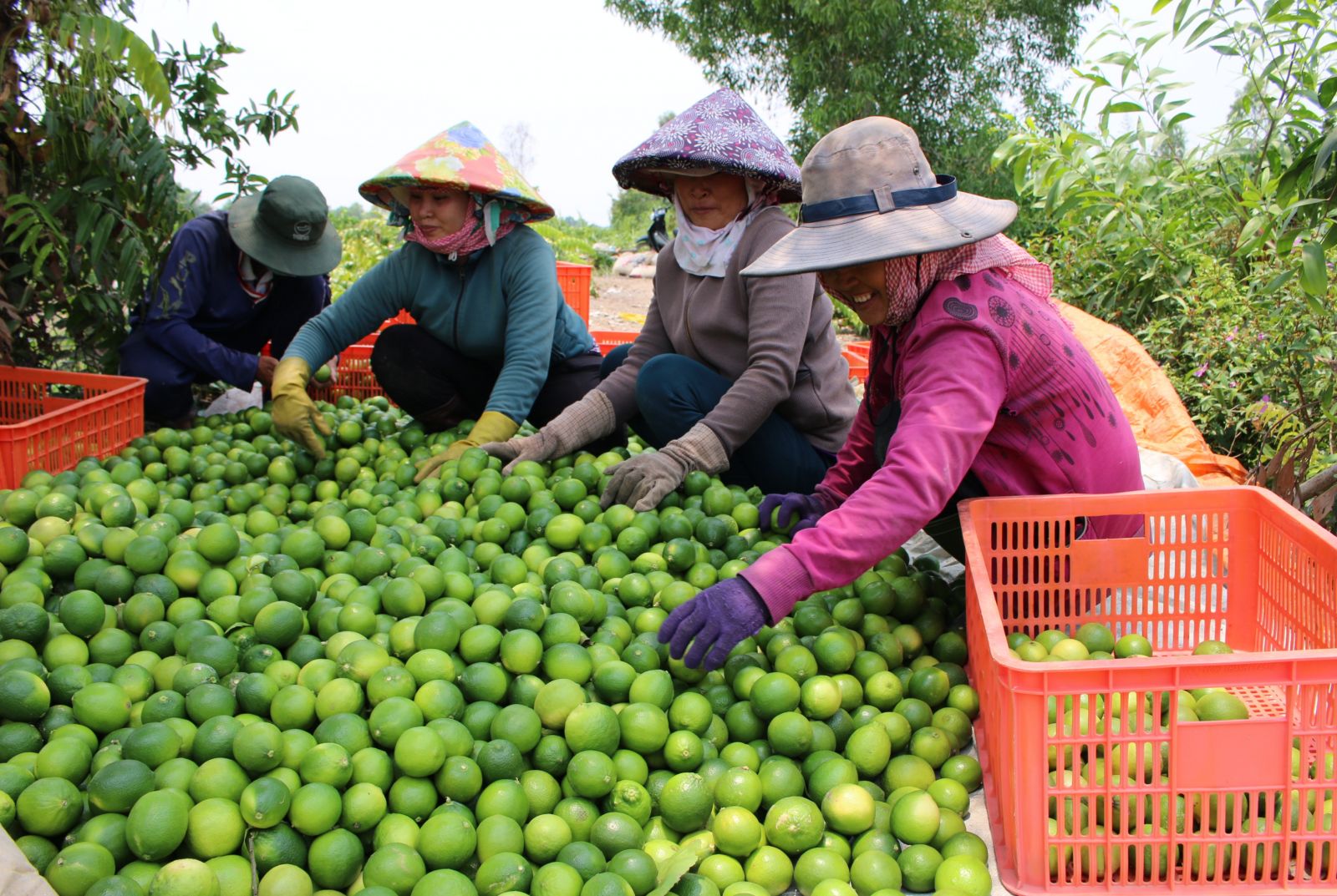 Đưa chanh Bến Lức xuất ngoại sang thị trường châu Âu Đưa chanh Bến Lức xuất ngoại sang thị trường châu Âu