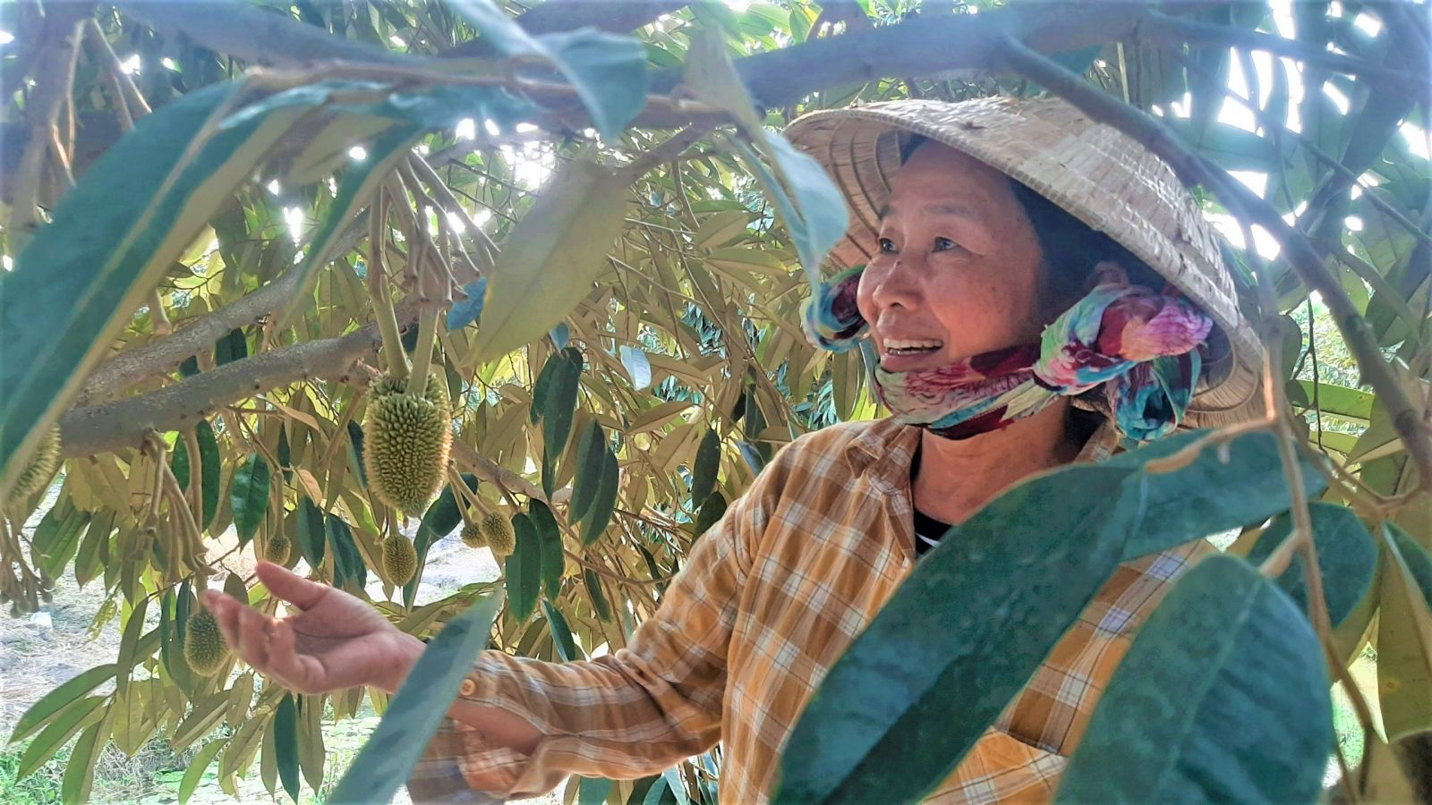 Bà Đỗ Thị Bay phấn khởi khi vườn sầu riêng ngày càng sai trái