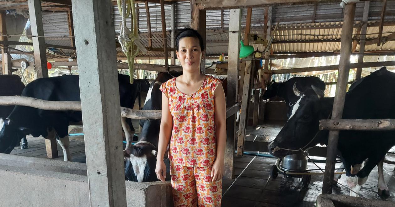 Mô hình chăn nuôi bò sữa của gia đình chị Nguyễn Thị Tòng mang lại năng suất cao, cải thiện kinh tế gia đình