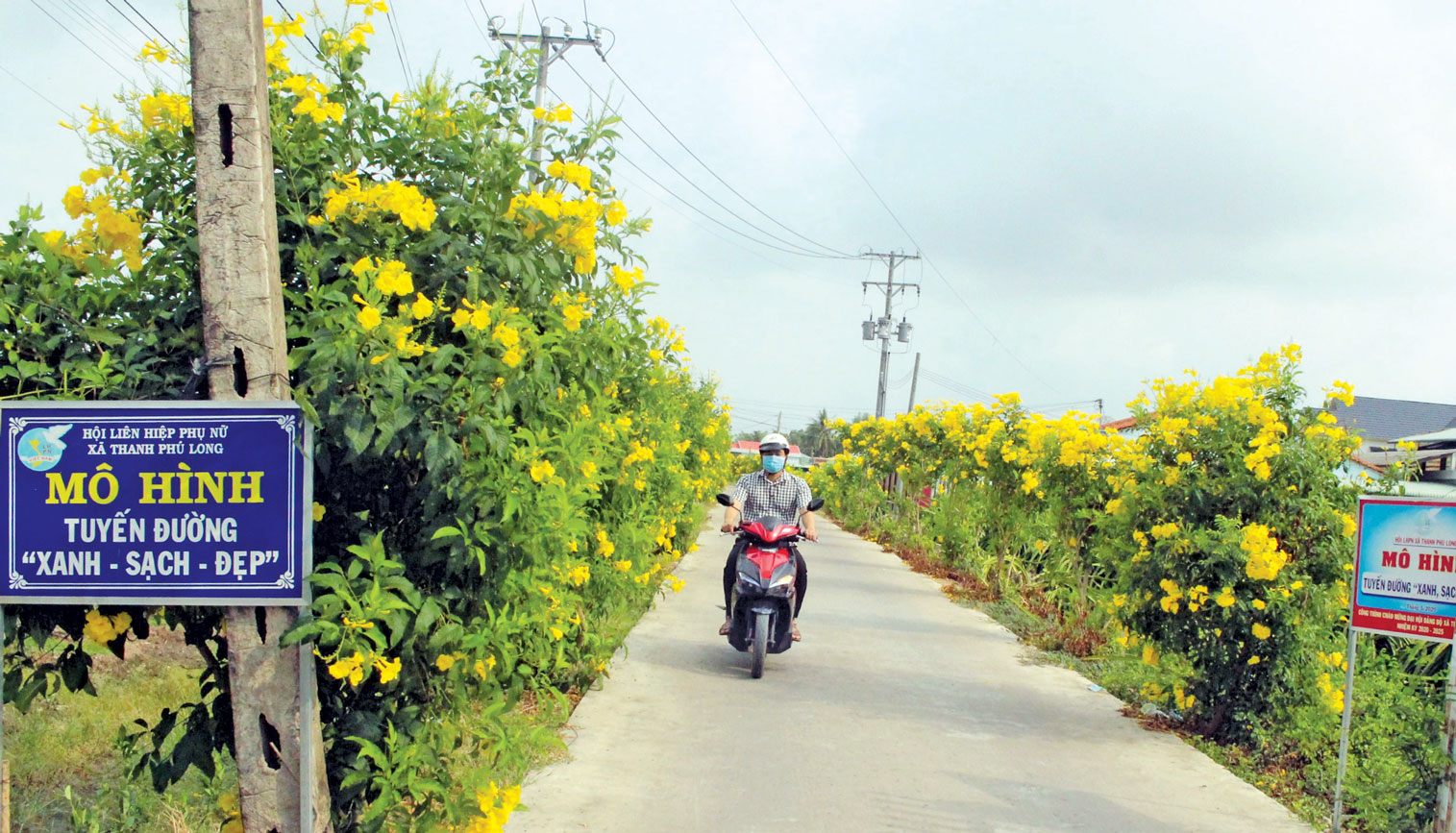 Ngành, tổ chức chính trị - xã hội xã Thanh Phú Long vận động người dân trồng hoa, cây xanh dọc các tuyến đường