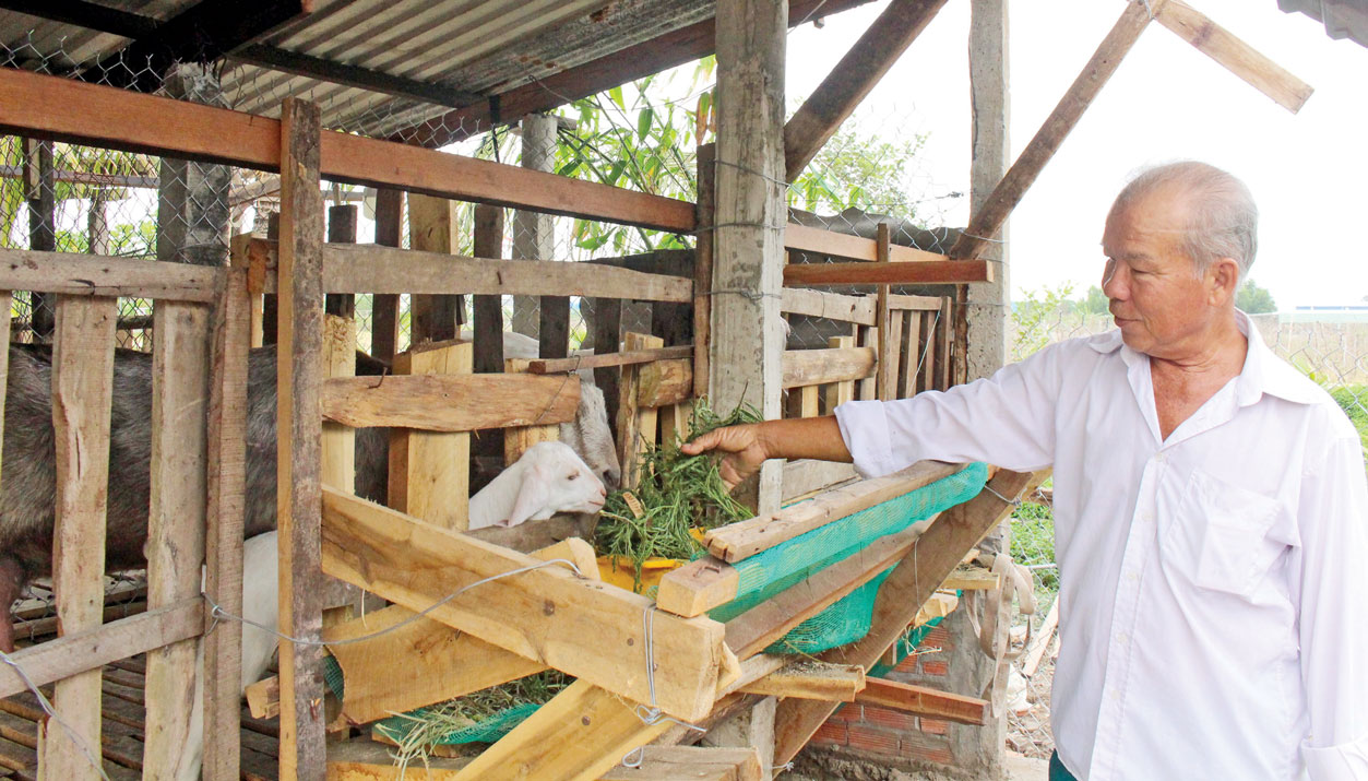 Xây dựng nông thôn mới trên vùng đất anh hùng Ngoài trồng lúa, người dân Long Hiệp còn chuyển đổi giống cây trồng, vật nuôi để phát triển kinh tế gia đình