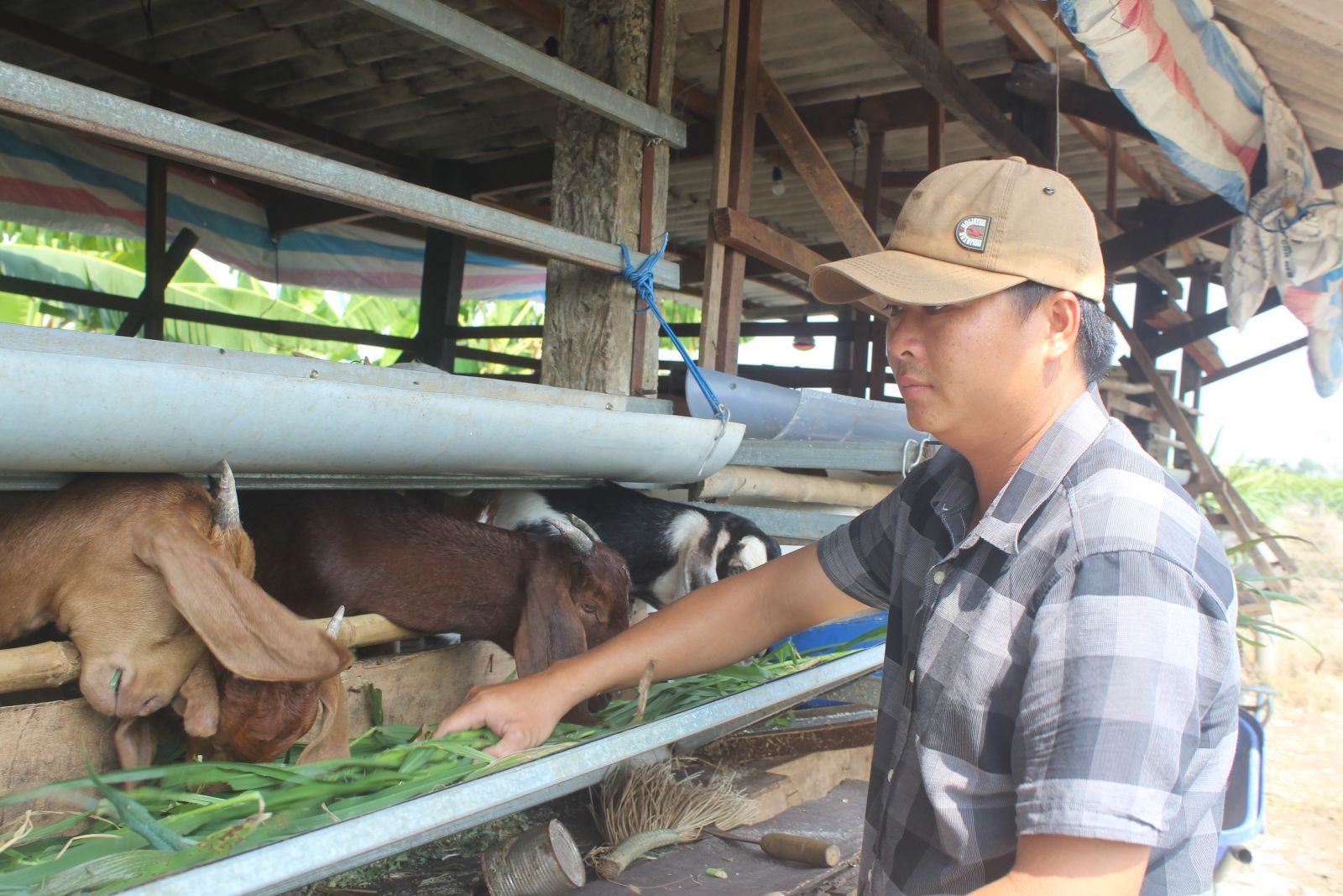 Chưa đến 100m2 nhưng mô hình chăn nuôi dê của anh Linh đang mang lại hiệu quả kinh tế rất cao, bình quân lợi nhuận trên 100 triệu đồng/năm