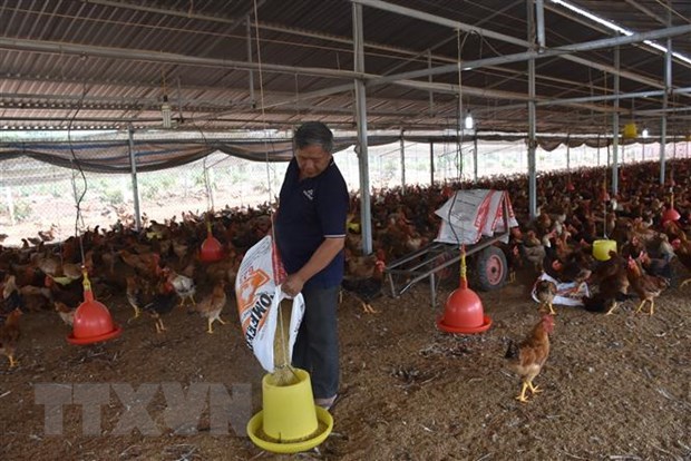 Những chính sách kinh tế mới có hiệu lực từ tháng 5/2021 Chăn nuôi gia cầm. (Ảnh: Hoàng Nhị/TTXVN)