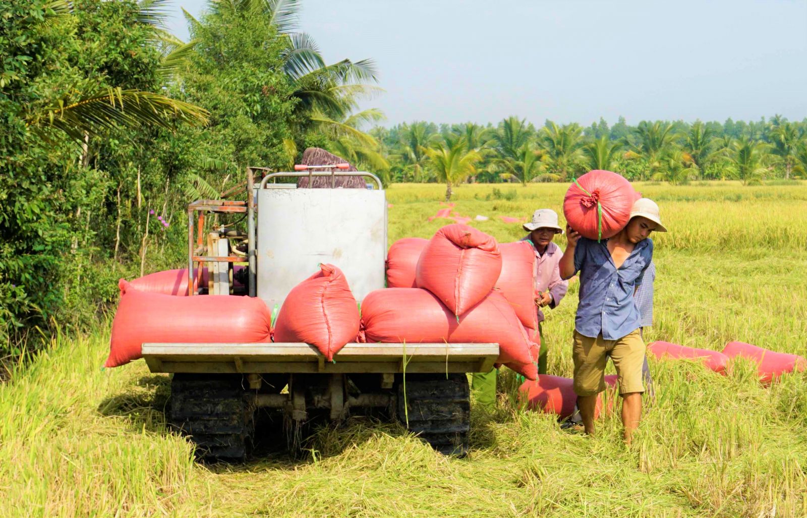 Southern districts: Winter Spring rice crop 2020-2021 focused on harvesting Farmers harvest WS rice crop