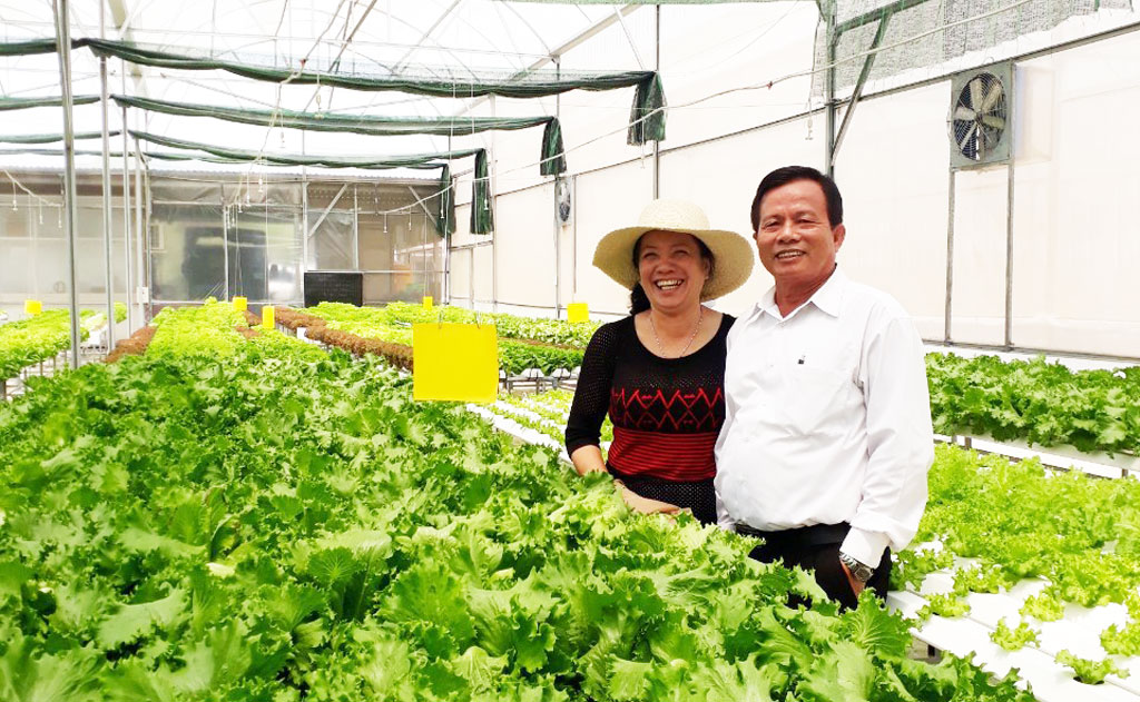 Các sản phẩm của Hợp tác xã Rau an toàn Phước Hòa luôn được thị trường và người tiêu dùng ưa chuộng