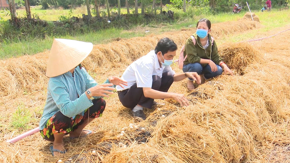 Hội  Nông dân huyện tham quan mô hình trồng nấm rơm