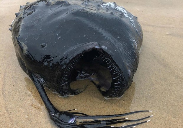 Hình ảnh trên Facebook. (Nguồn: Crystal Cove State Park)