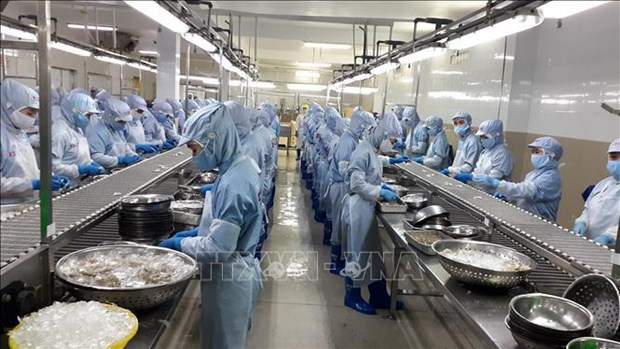 Agro-forestry-aquatic product exports enjoy trade surplus of 3.27 billion USD Processing frozen shrimp for export (Photo: VNA)