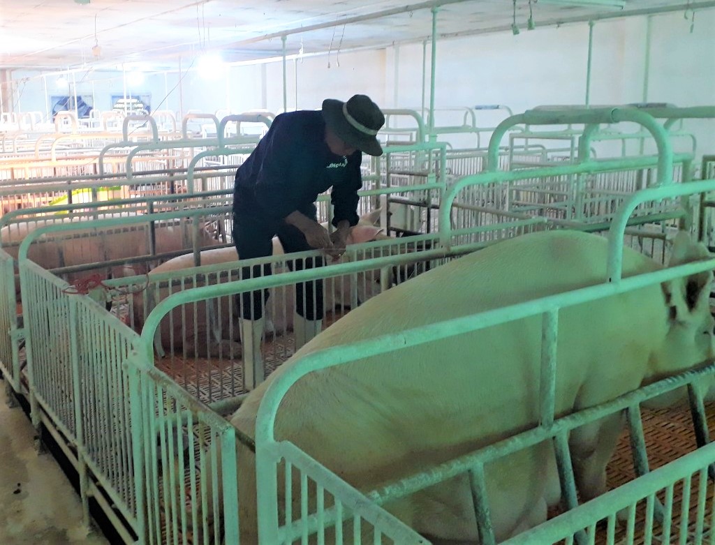 African swine fever actively prevented and controlled Farmers are concerned about the resurgence of ASF
