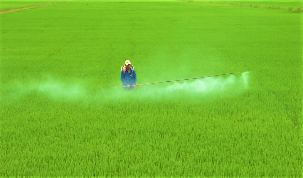 Tuân thủ khuyến cáo để sản xuất vụ lúa Hè Thu thắng lợi