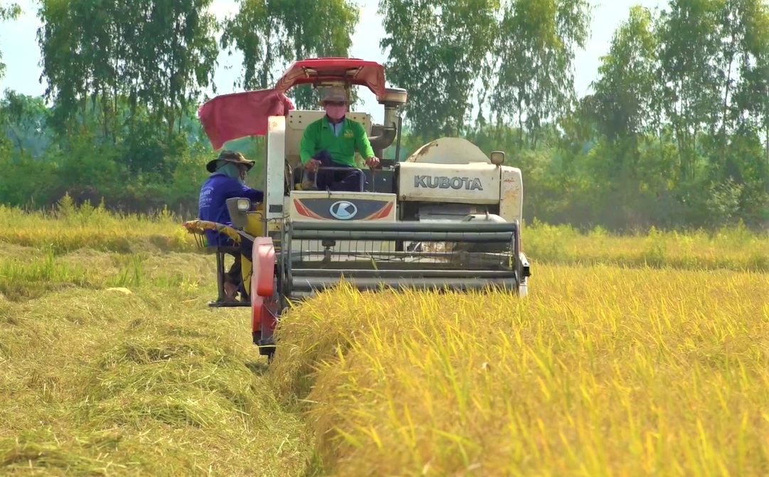 Tuân thủ khuyến cáo để sản xuất vụ lúa Hè Thu thắng lợi