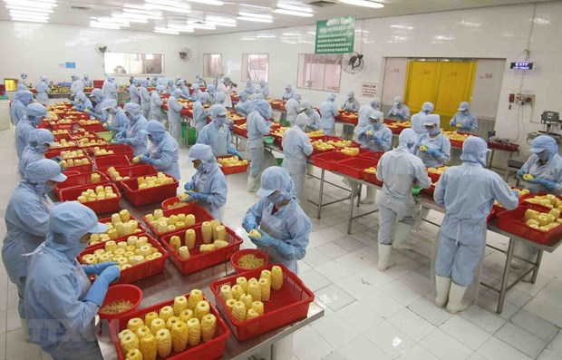 Manufacturing and processing sector playing key role in FDI attraction Processing pineapples at a plant in An Giang (Photo: VNA)