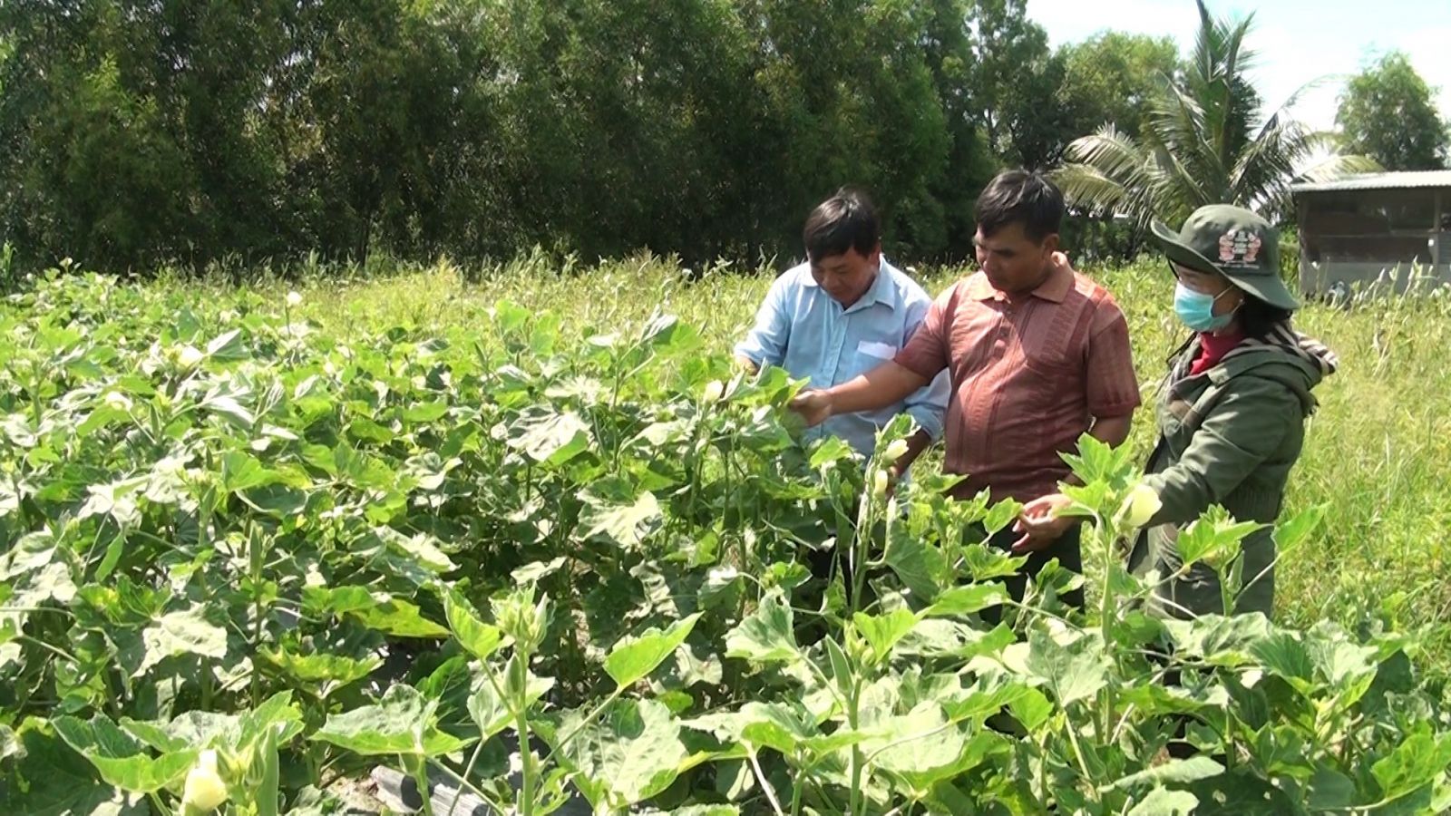 Các hợp tác xã liên kết trong các khâu sản xuất, tiêu thụ sản phẩm