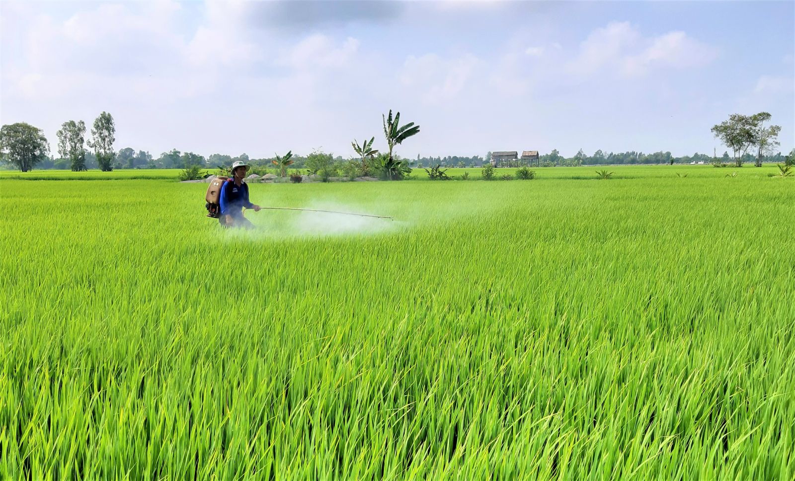 Toàn tỉnh đã xuống giống hơn 215.500ha lúa Hè Thu