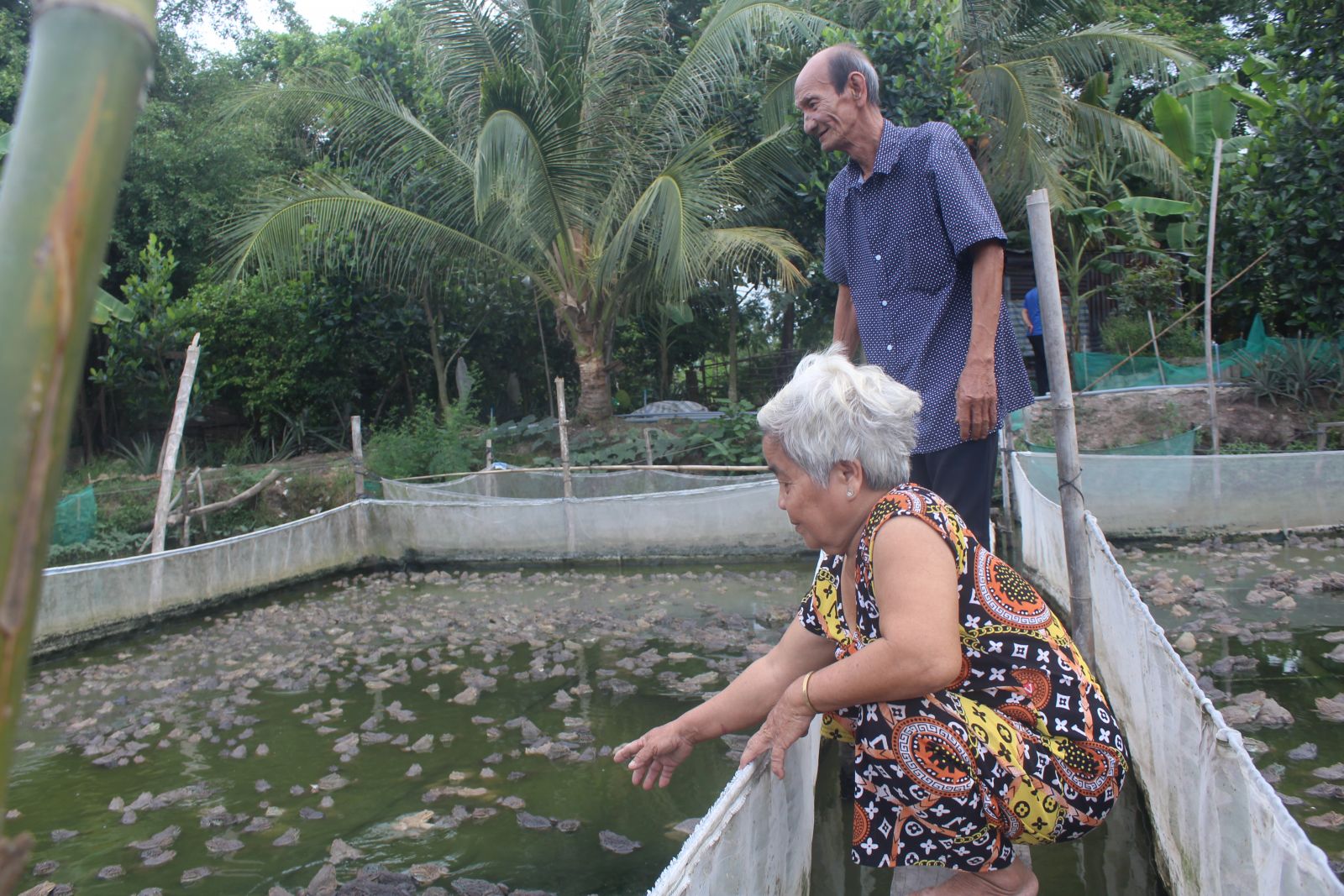 Gia đình ông Trần Văn Tám có thu nhập ổn định từ khi chuyển sang nuôi ếch kết hợp nuôi cá