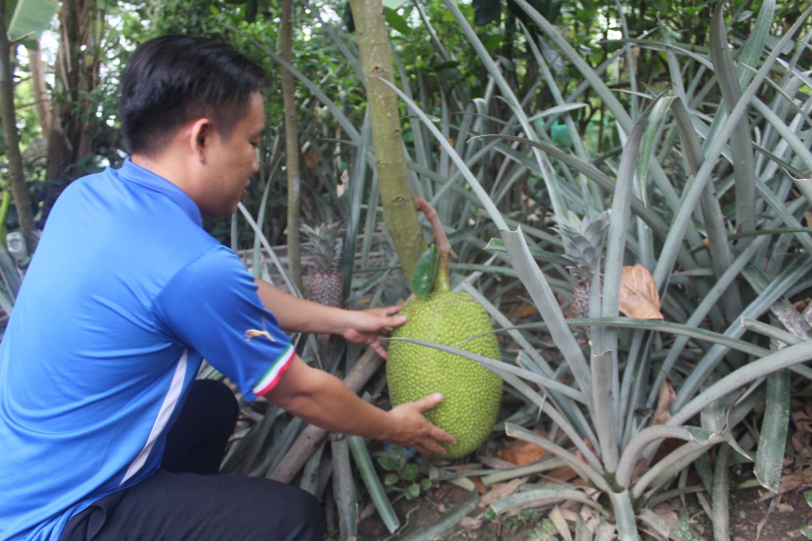 Những năm qua, nông dân xã Tân Ninh, huyện Tân Thạnh, tỉnh Long An “đổi đời” từ việc chuyển từ đất trồng lúa cho năng suất thấp sang trồng cây ăn trái và nuôi cá thương phẩm, nuôi ếch, góp phần tăng thu nhập, cải thiện chất lượng cuộc sống và mở ra hướng đi mới cho ngành Nông nghiệp địa phương.