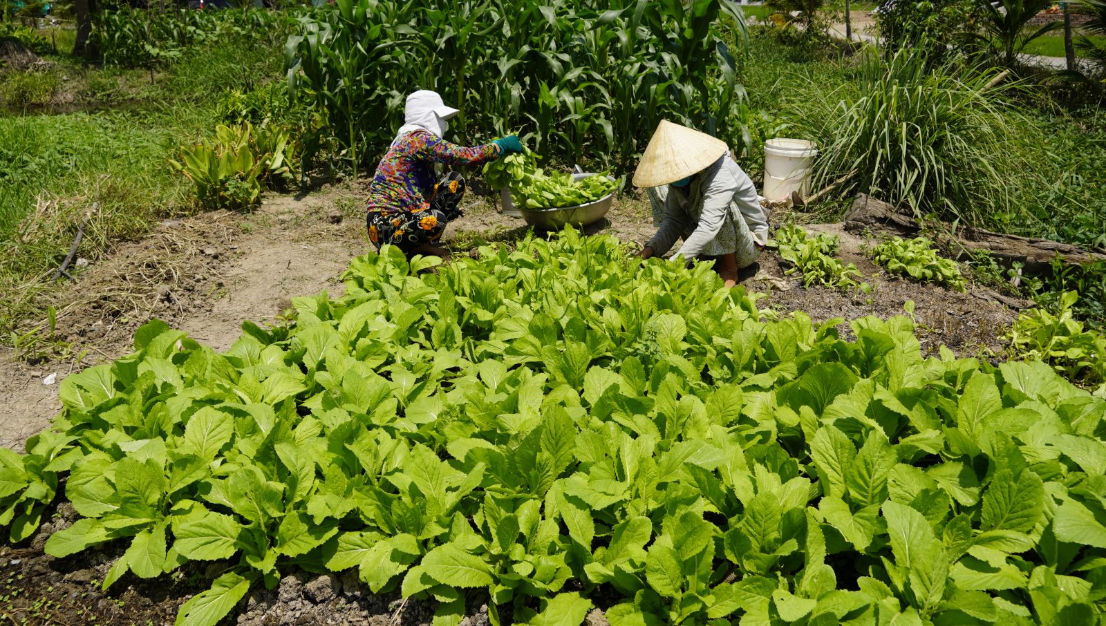 Món quà từ phụ nữ Long An
