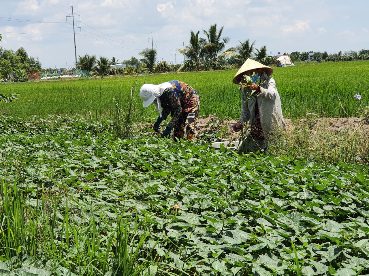Món quà từ phụ nữ Long An
