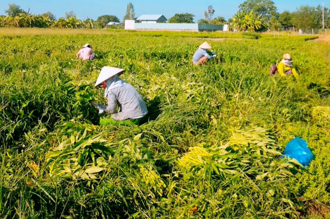 Món quà từ phụ nữ Long An