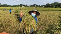 Farmers harvest rice in Vinh An commune of the central province of Thanh Hoa.  (Photo: VNA)