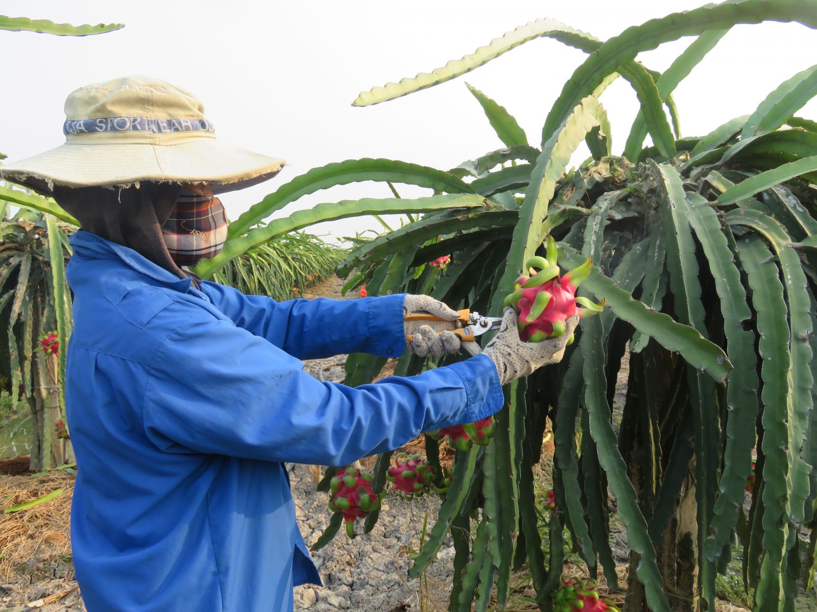 Dragon fruit has another sales channel, Bach Hoa Xanh, through the Long An Dragon Fruit Association