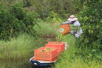 Đẩy mạnh liên kết giúp nông dân an tâm sản xuất Thúc đẩy liên kết sản xuất gắn với tiêu thụ nông sản