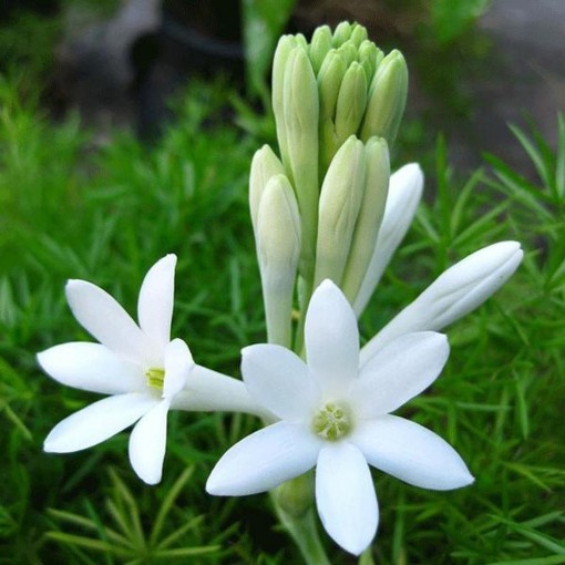 Tiễn thầy Tiễn thầy