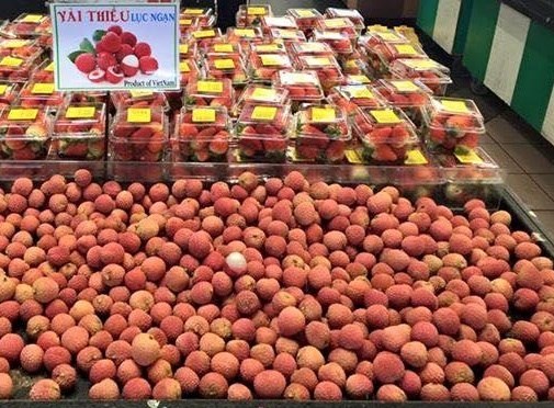 Vietnamese firms urged to file for IP protection in foreign markets Luc Ngan lychee of Bac Giang province is protected geographical indication in Japan. Vietnamese firms are urged to pay more attention to register for intellectual property protection in foreign markets. (Photo baochinhphu.vn)