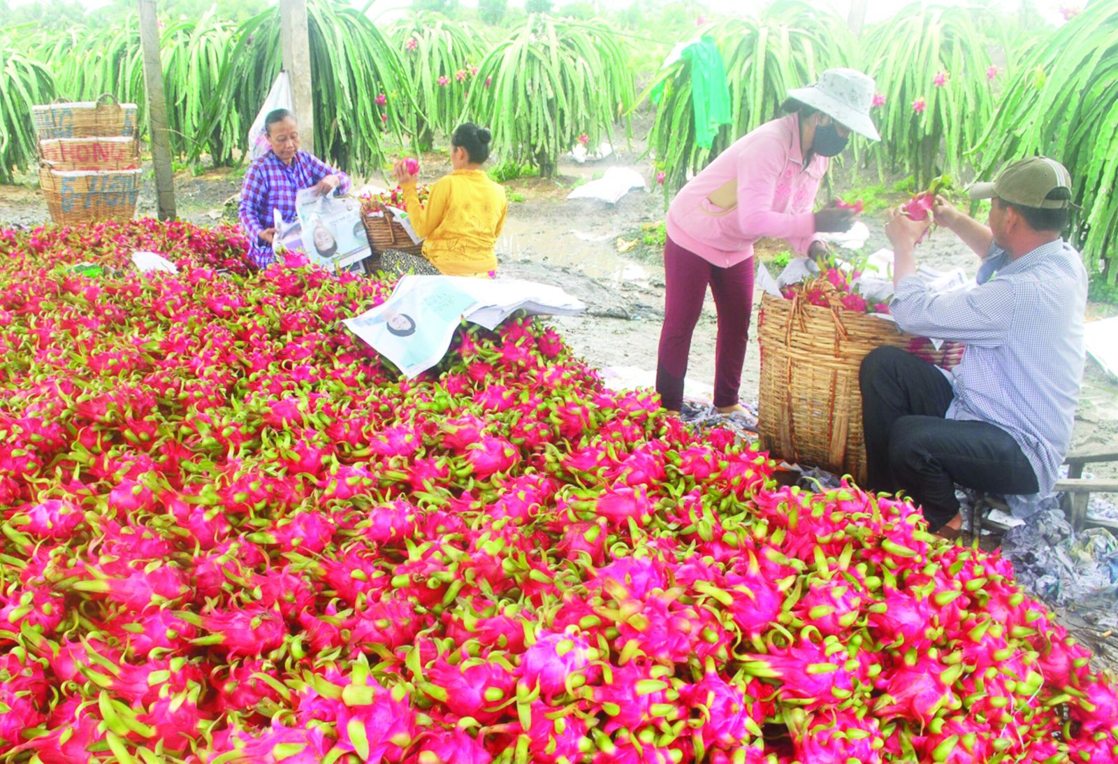 “Chắp cánh” cho nông sản Việt ra thị trường thế giới