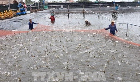 Kien Giang province is currently home to over 134,230ha of brackish water shrimp farming (Photo: VNA)