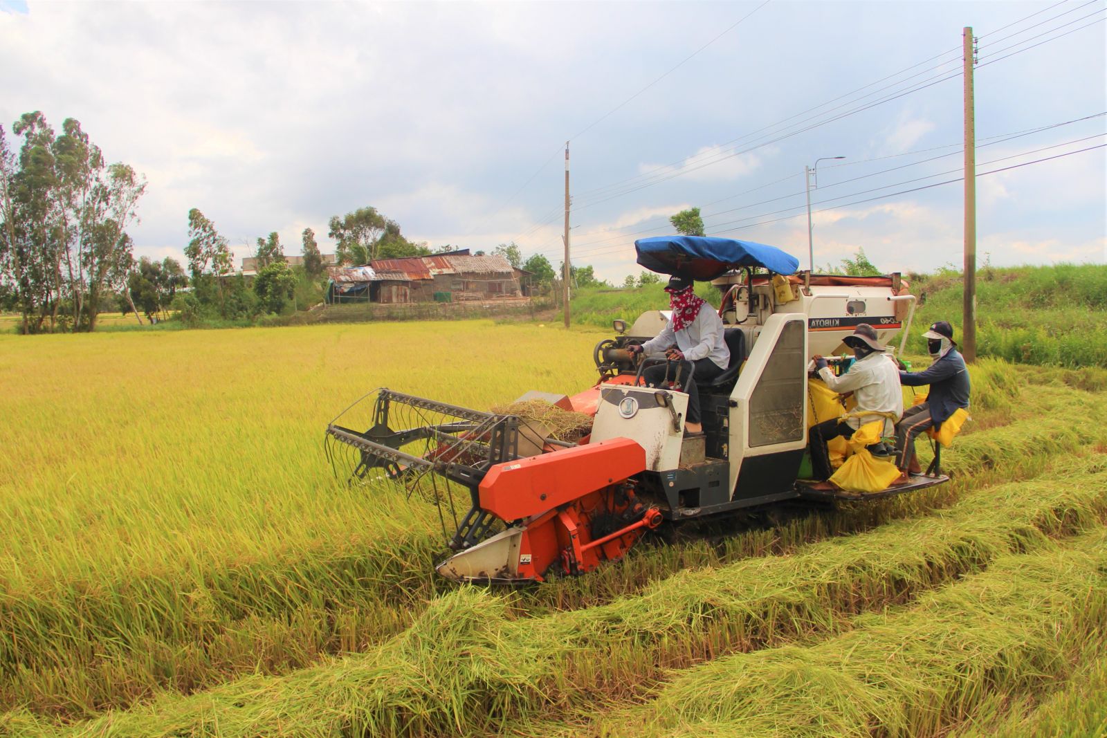 Vụ Hè Thu: Giá lúa giảm, nông dân có lợi nhuận thấp