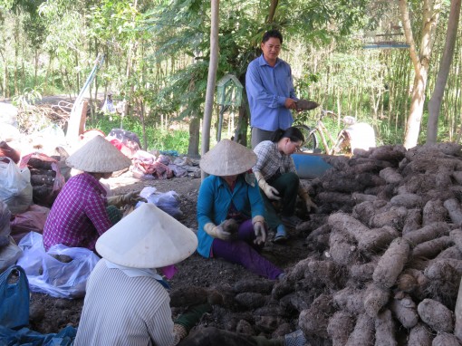 Đăng ký chỉ dẫn địa lý cho khoai mỡ Bến Kè - Báo Long An Online