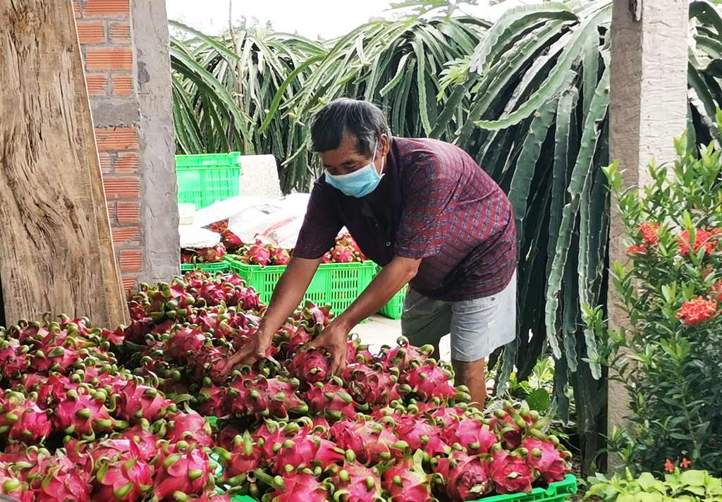 15.000 tấn thanh long Châu Thành được “giải cứu”