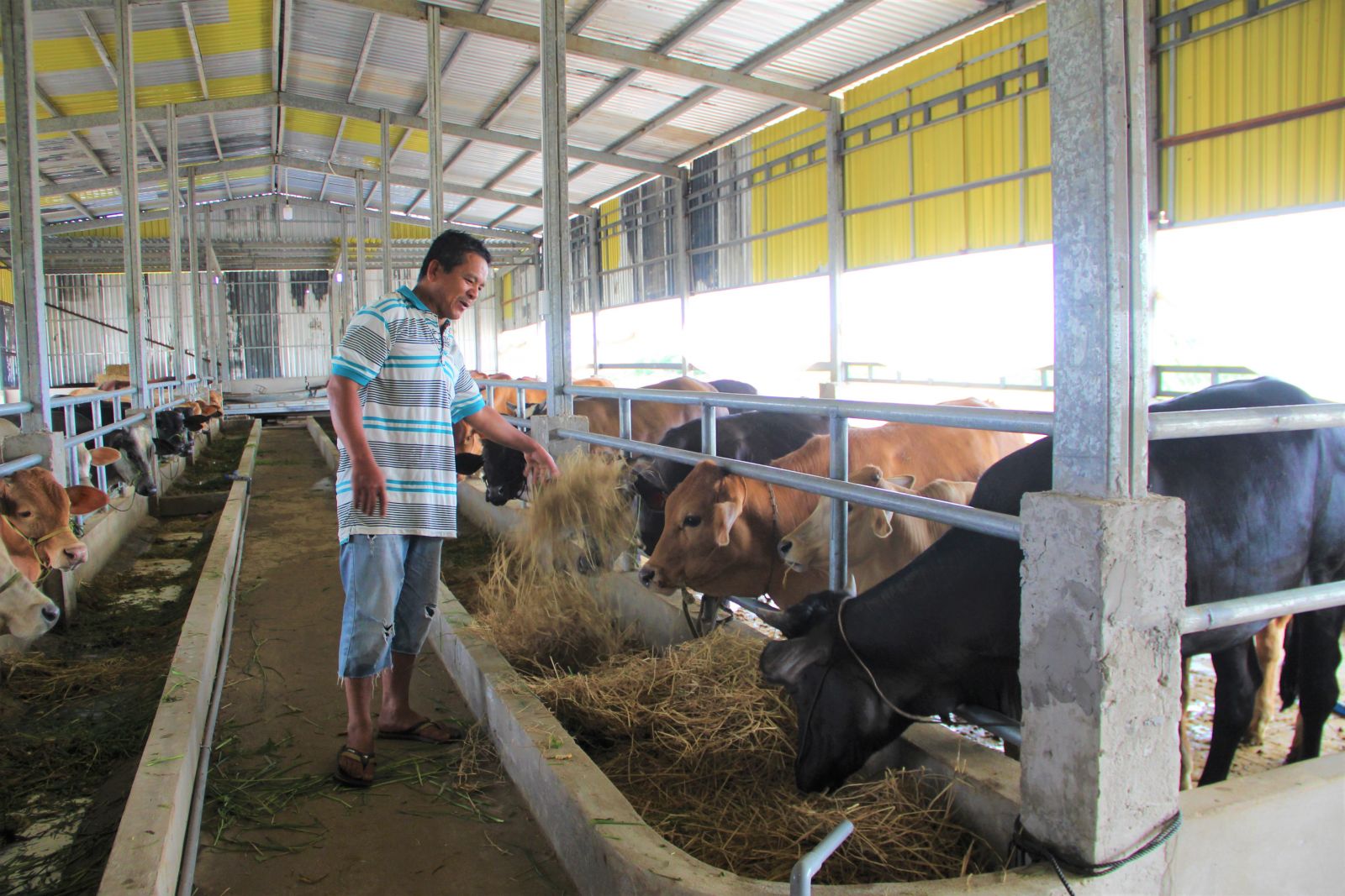 Ngăn dịch bệnh viêm da nổi cục trên trâu, bò phát sinh và lây lan Bệnh viêm da nổi cục trên trâu, bò do ruồi, muỗi, ve, mòng,… truyền bệnh và do việc mua bán, vận chuyển gia súc có mang mầm bệnh (Ảnh tư liệu)