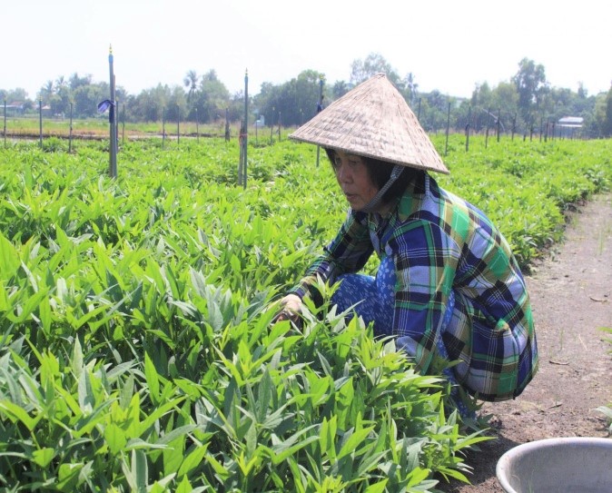 Điển hình tiên tiến - Nòng cốt của phong trào thi đua yêu nước