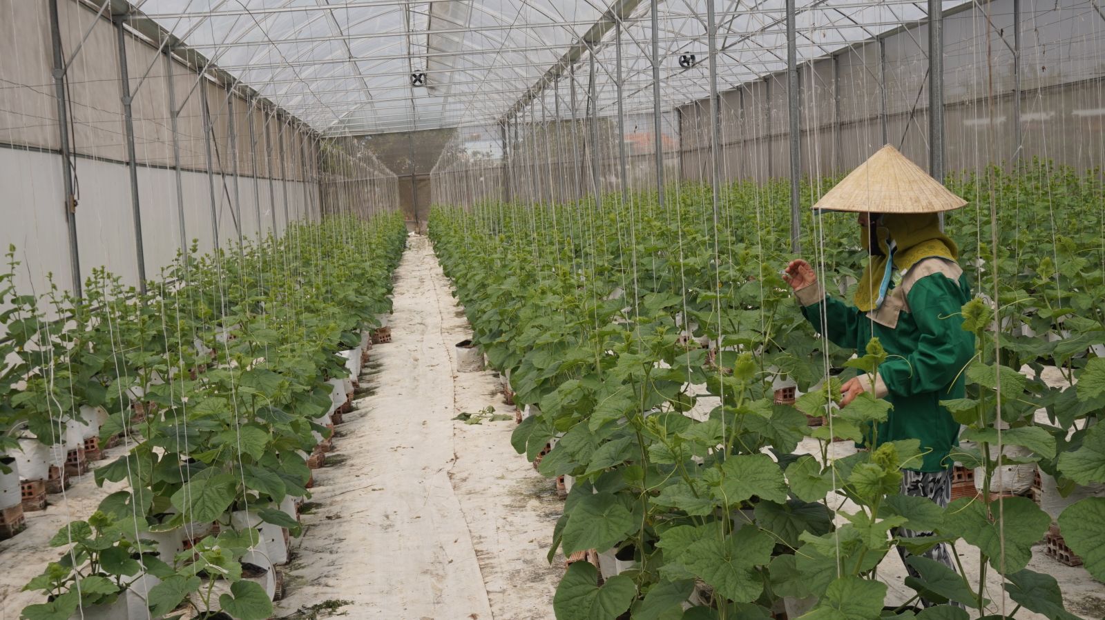 Supply chain of clean agricultural products continued to develop Growing cantaloup in a net house in Can Giuoc district