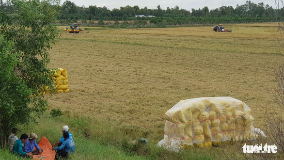 Để chủ động đối phó với mưa, nông dân vừa thu hoạch xong liền trùm kín lại chờ thương lái đến mua lúa - Ảnh: BỬU ĐẤU
